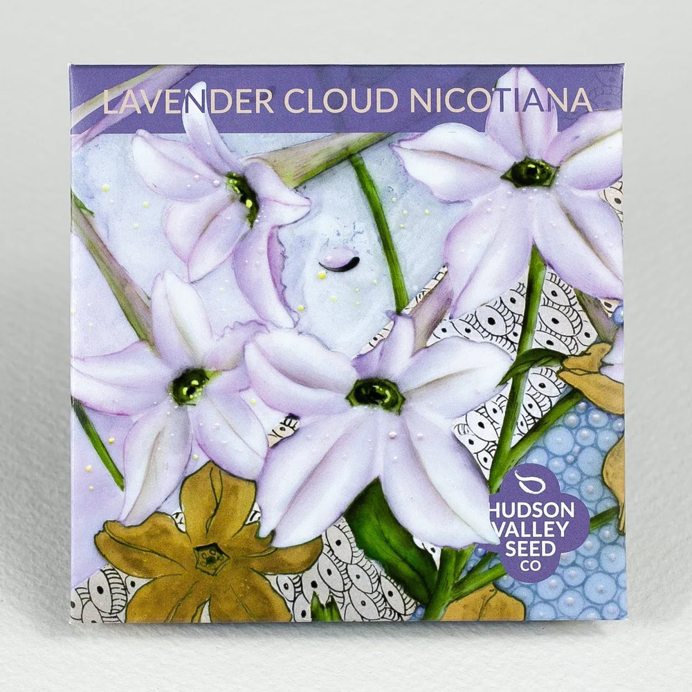HV Lavender Cloud Nicotiana